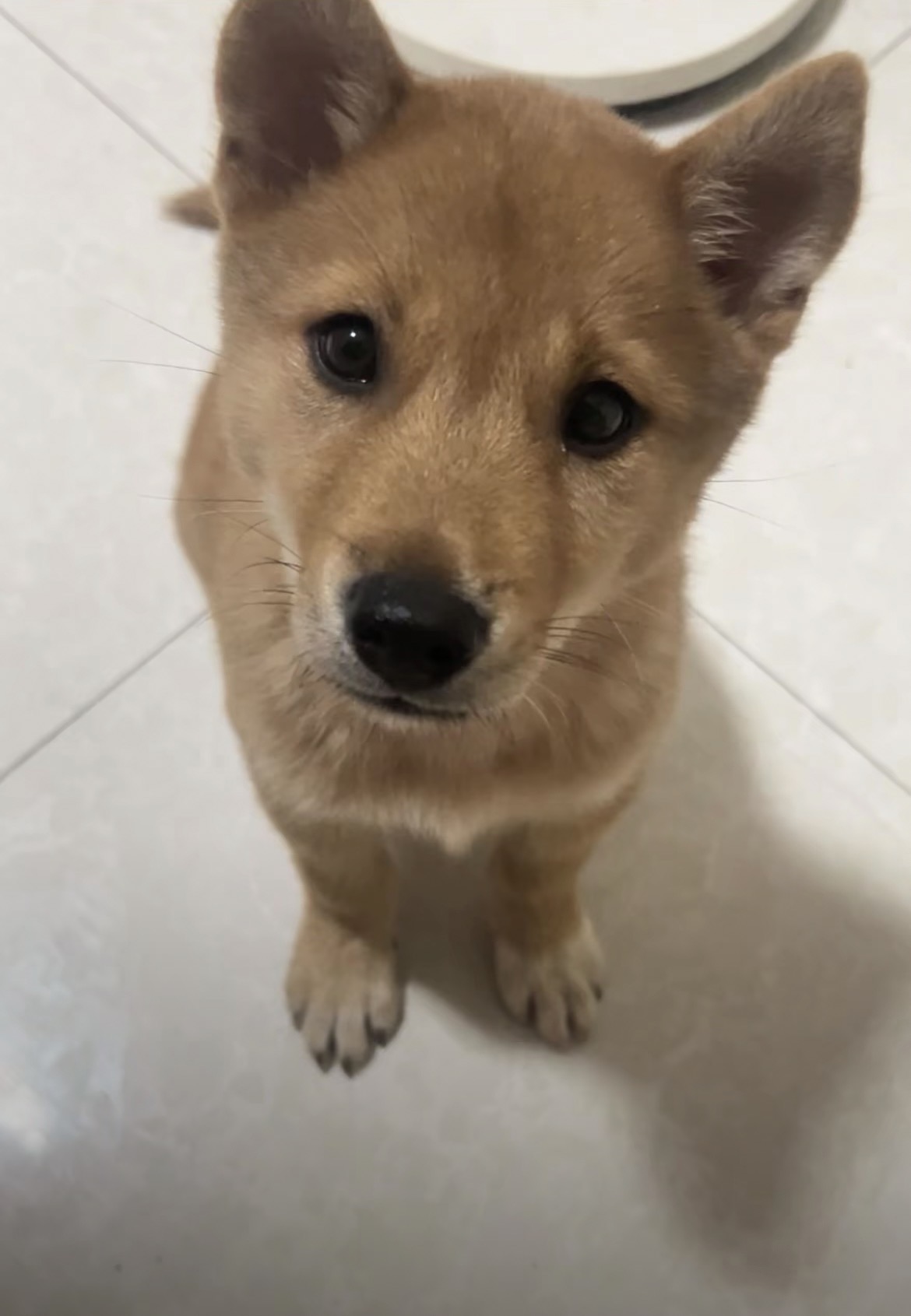 白蓝